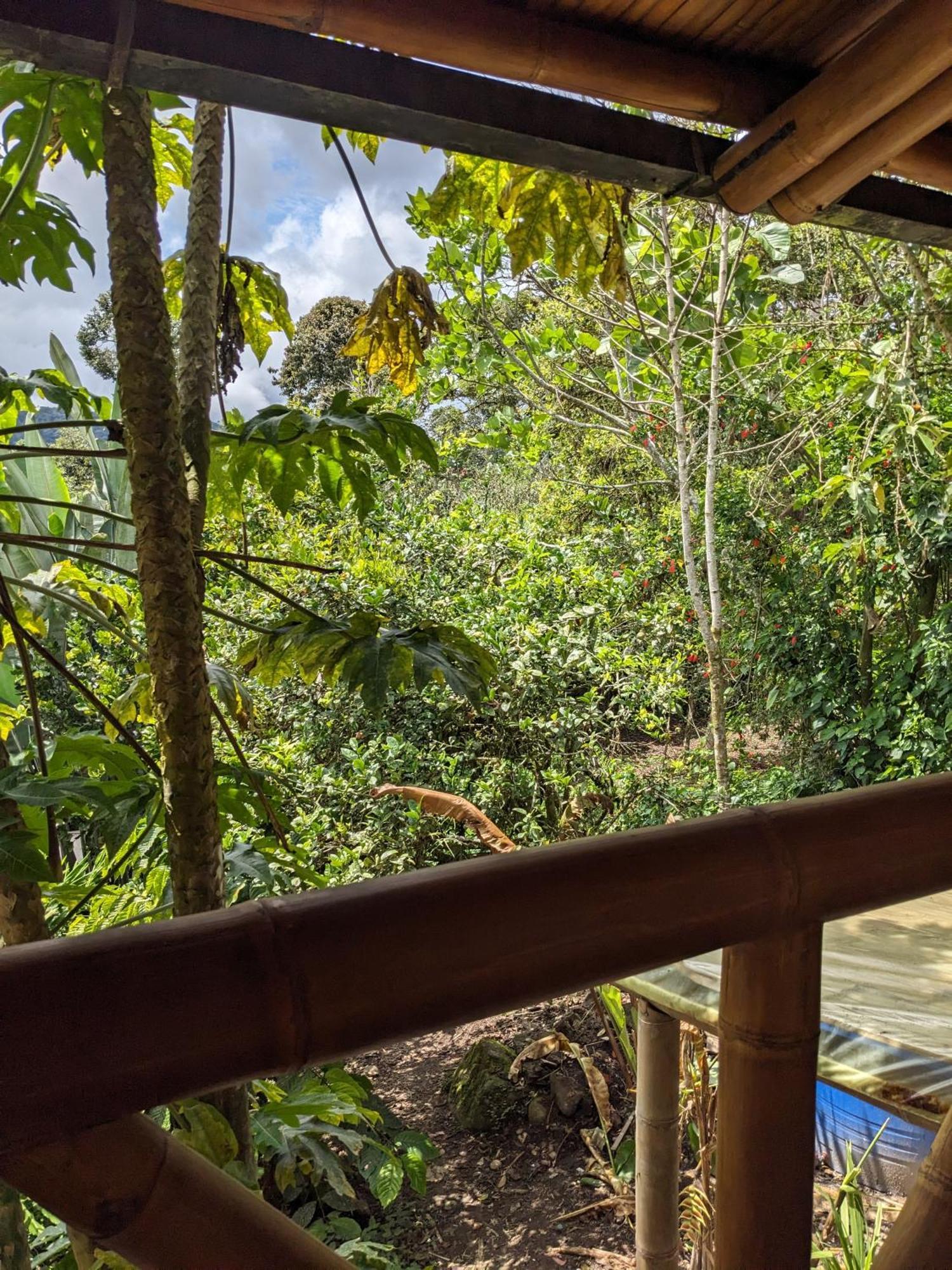 Golden Tree Mindo Eco-Lodge Exterior photo